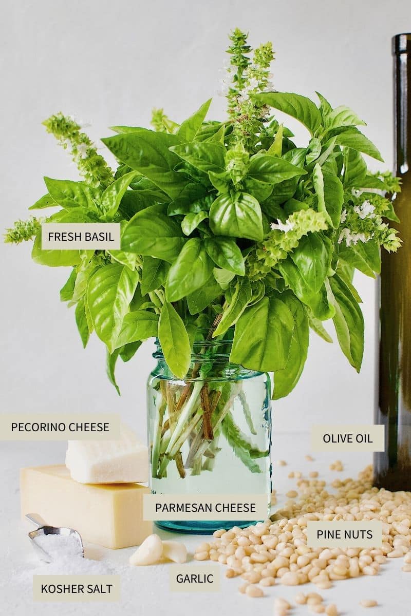 Ingredients needed to make Fresh Basil Pesto Sauce.